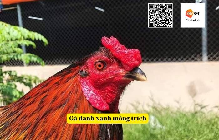 Gà danh xanh mồng trích