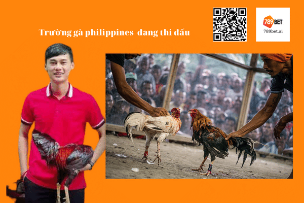 Trường gà philippines đang thi đấu